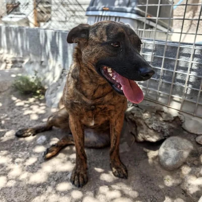 Belinda, Mixed Breed for adoption at Refugio FALG e.V.