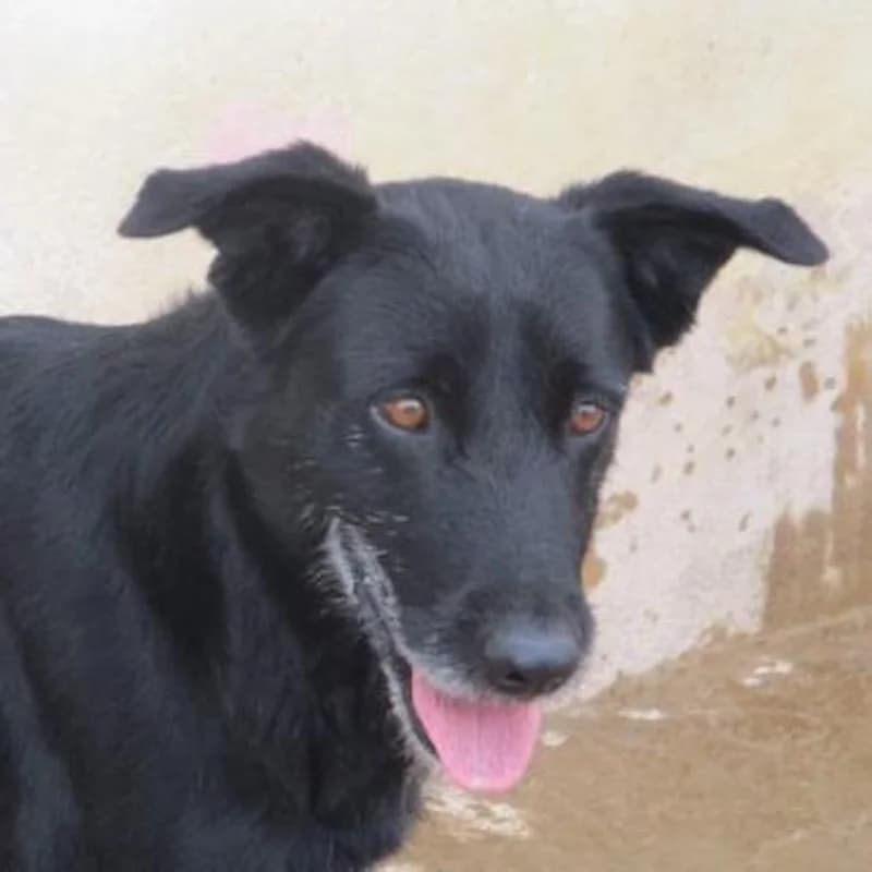 Donovan, senior Labrador Retriever for adoption at Refugio FALG e.V.