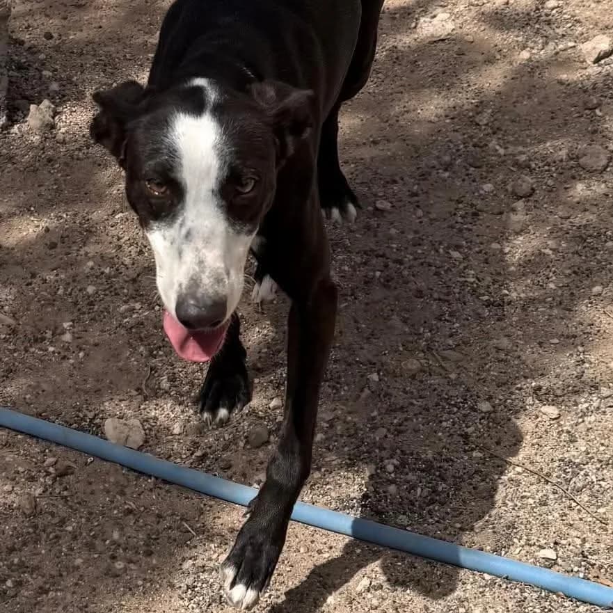 Flako, 4yo Podenco for adoption at Refugio FALG e.V.