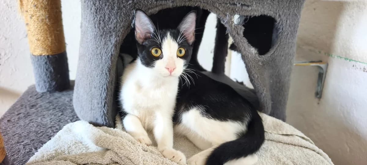 Kimchi, Mixed Breed for adoption at Refugio FALG e.V.