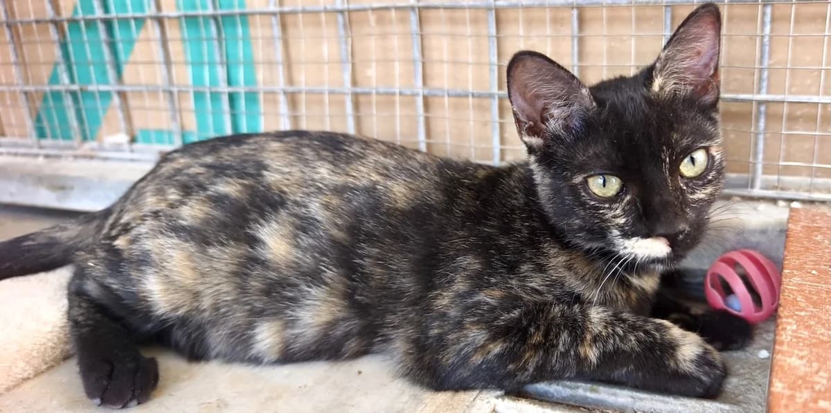 Mochi, Mixed Breed for adoption at Refugio FALG e.V.
