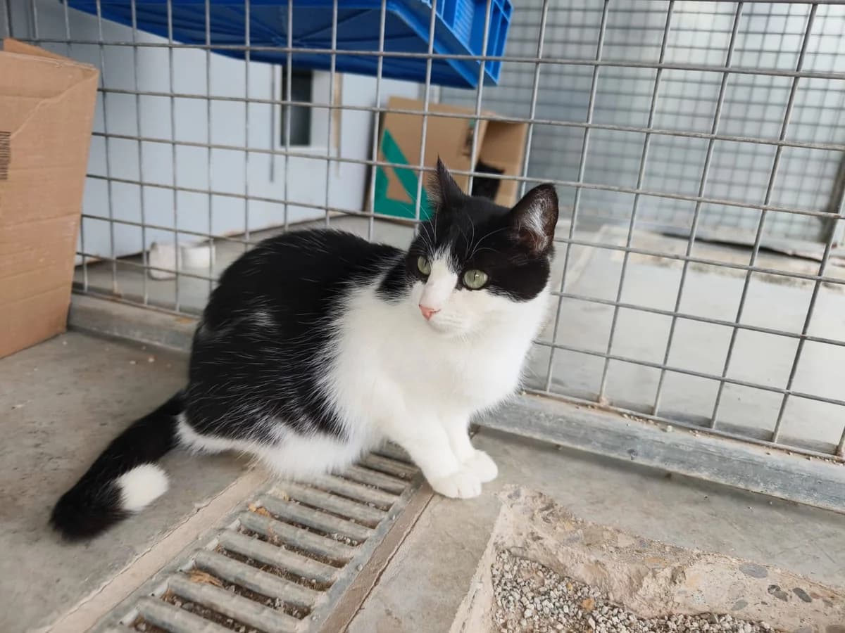 Perla, 4yo Mixed Breed for adoption at Refugio FALG e.V.