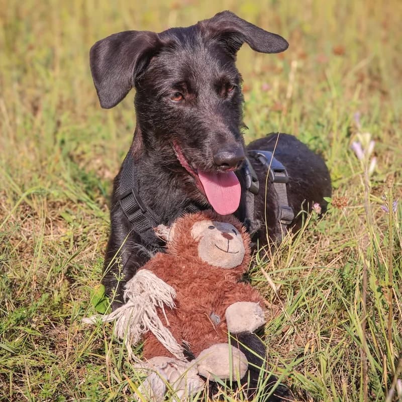Paulchen, young Mixed Breed for adoption at Refugio FALG e.V.