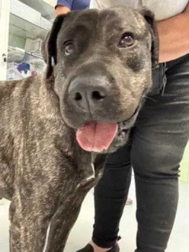 Talis, Mixed Breed for adoption at Refugio FALG e.V.
