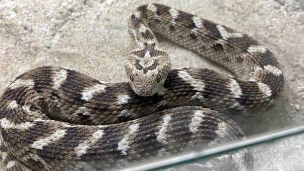 Echis carinatus sochureki, mixed breed for adoption at Auffangstation für Reptilien, München e. V.