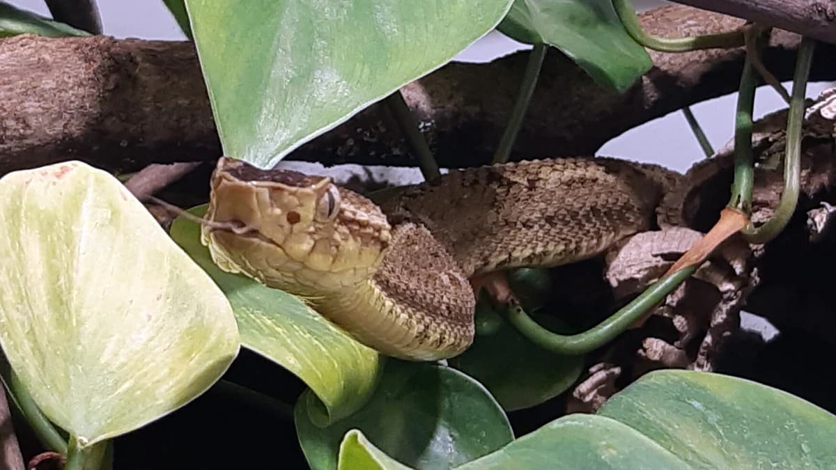 Bothrops venezuelensis, mixed breed for adoption at Auffangstation für Reptilien, München e. V.
