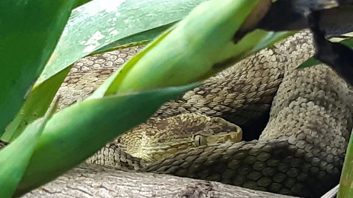 Bothrops atrox, mixed breed for adoption at Auffangstation für Reptilien, München e. V.