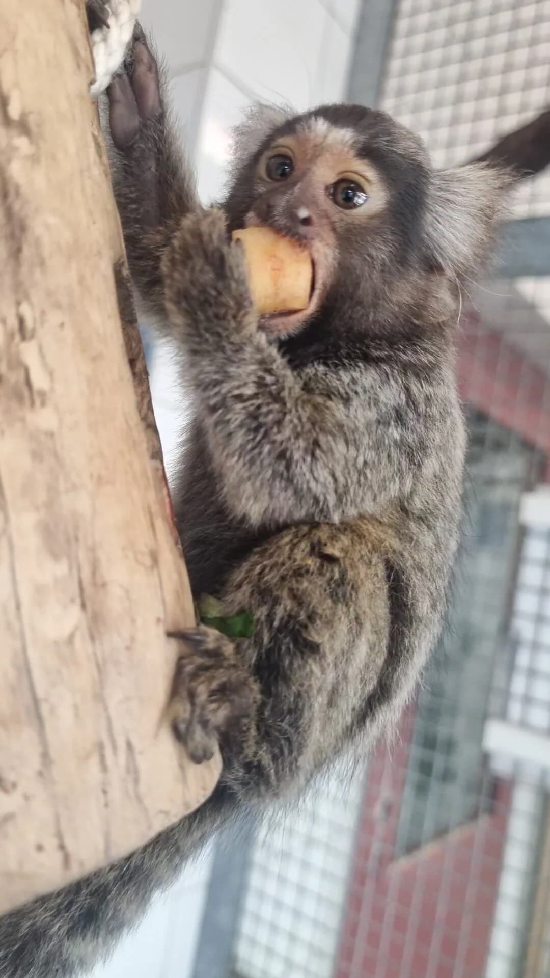 230325, male mixed breed for adoption at Auffangstation für Reptilien, München e. V.