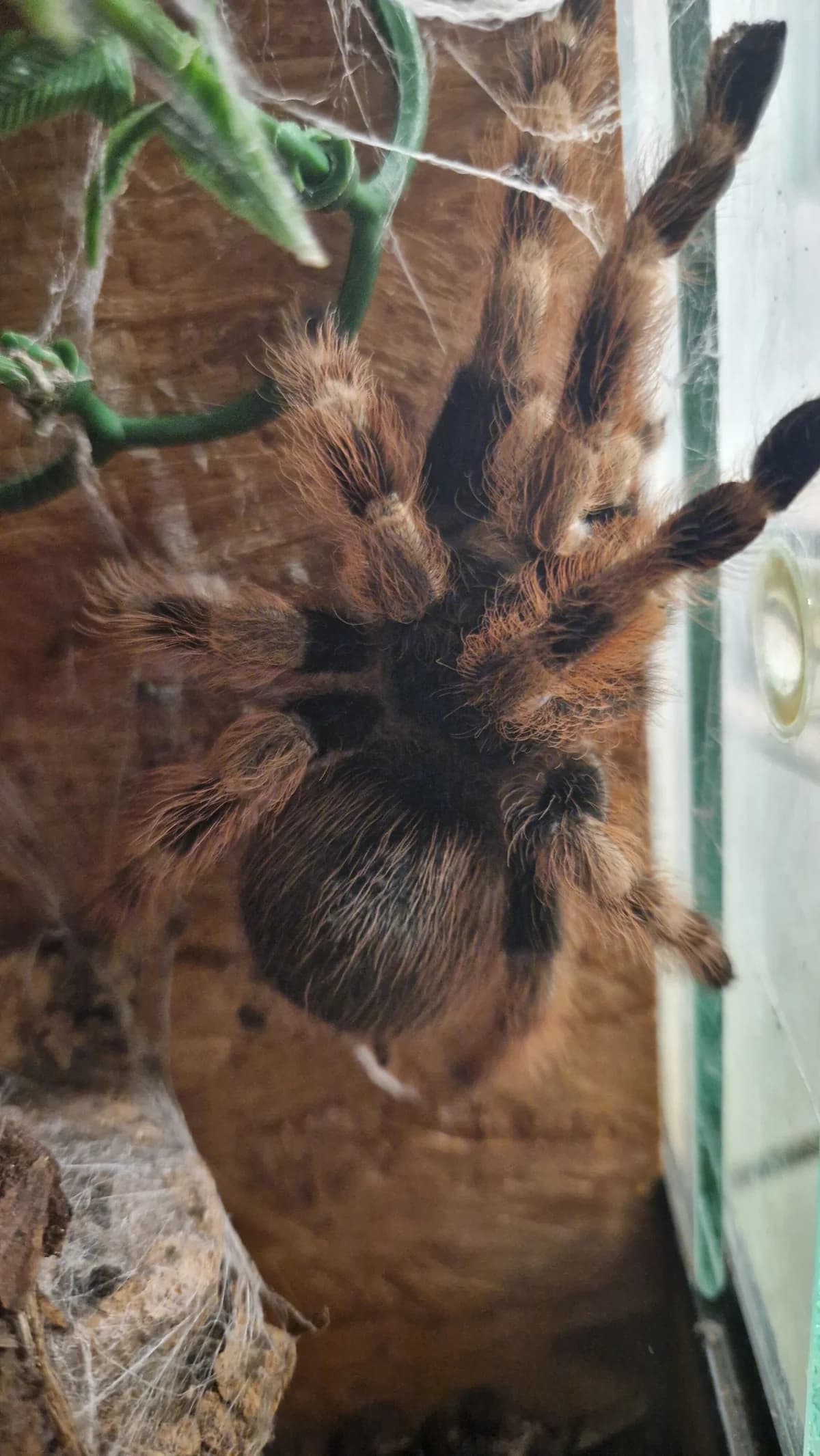 240779, mixed breed for adoption at Auffangstation für Reptilien, München e. V.