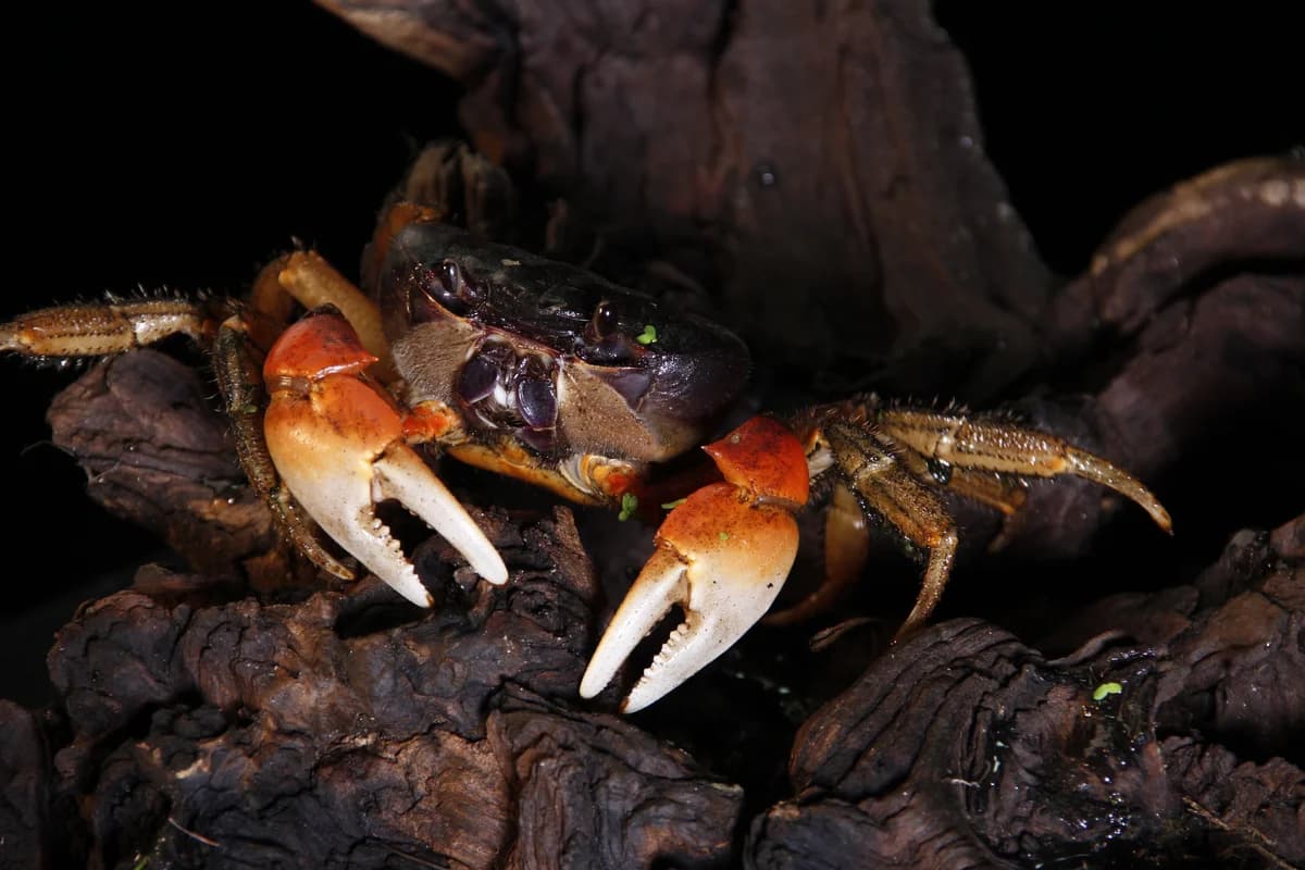 220617, mixed breed for adoption at Auffangstation für Reptilien, München e. V.