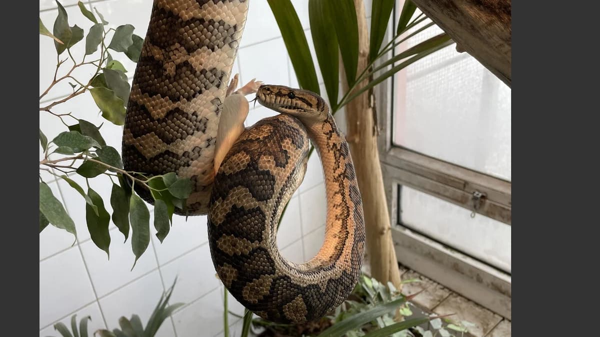 Teppichpythons, male mixed breed for adoption at Auffangstation für Reptilien, München e. V.