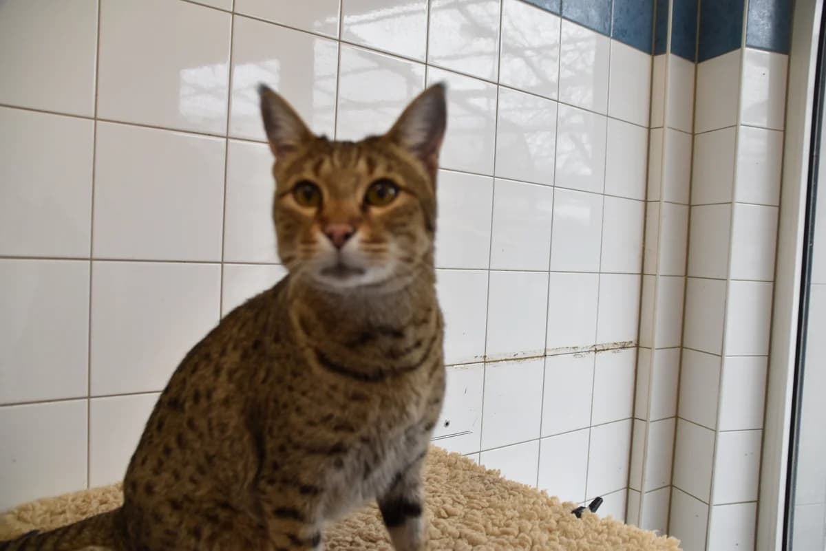 250137, male mixed breed for adoption at Auffangstation für Reptilien, München e. V.