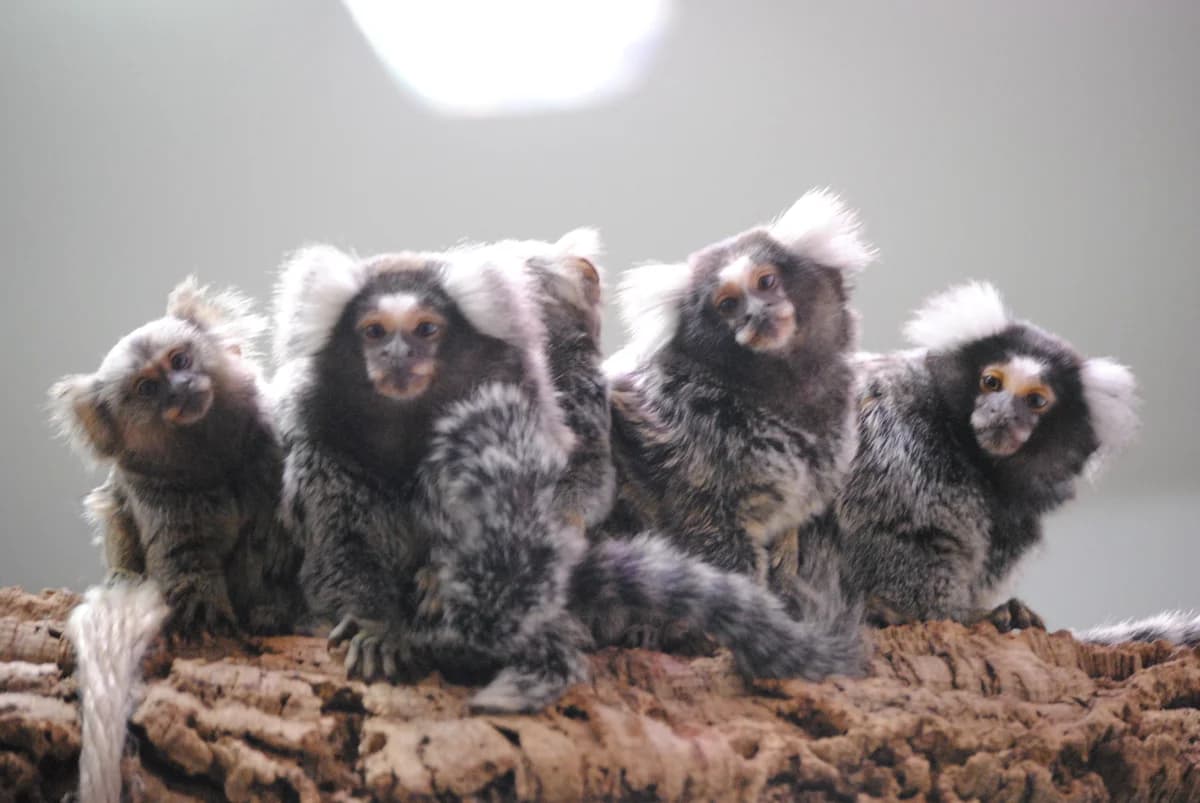 250151, mixed breed for adoption at Auffangstation für Reptilien, München e. V.