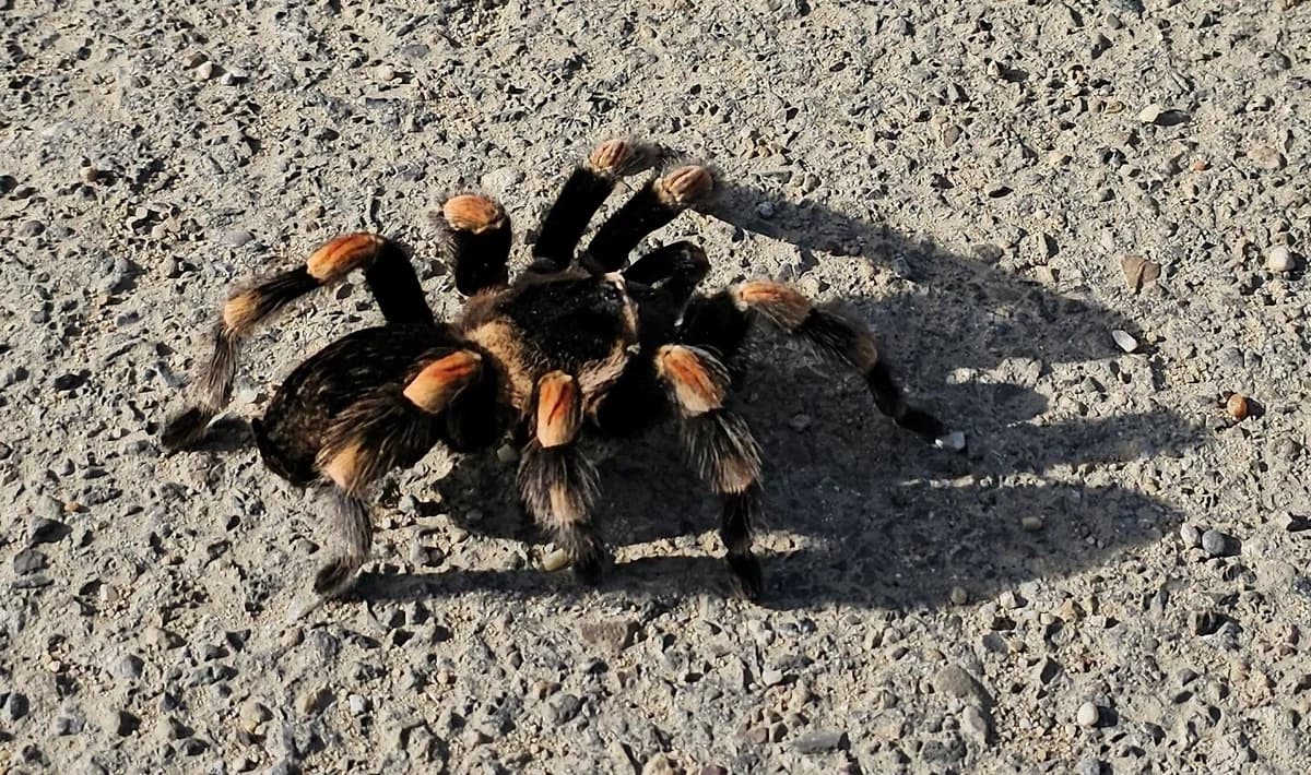 250210, mixed breed for adoption at Auffangstation für Reptilien, München e. V.