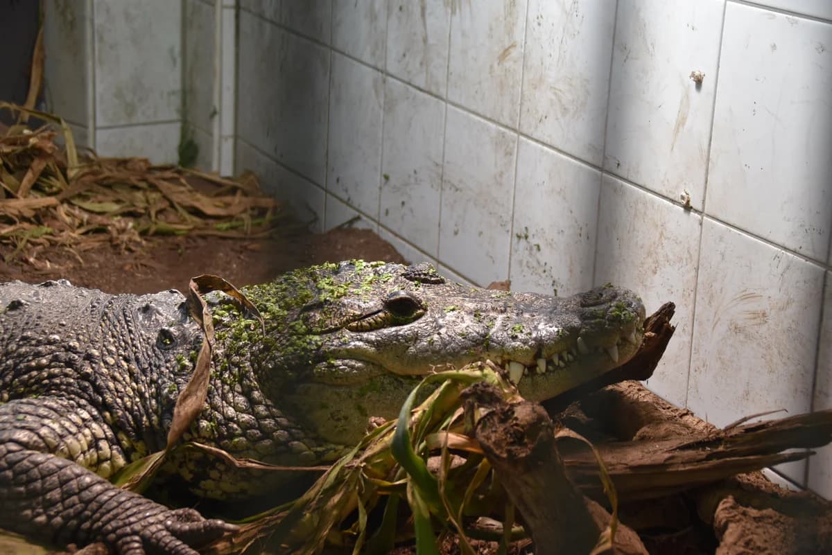 250235, male mixed breed for adoption at Auffangstation für Reptilien, München e. V.