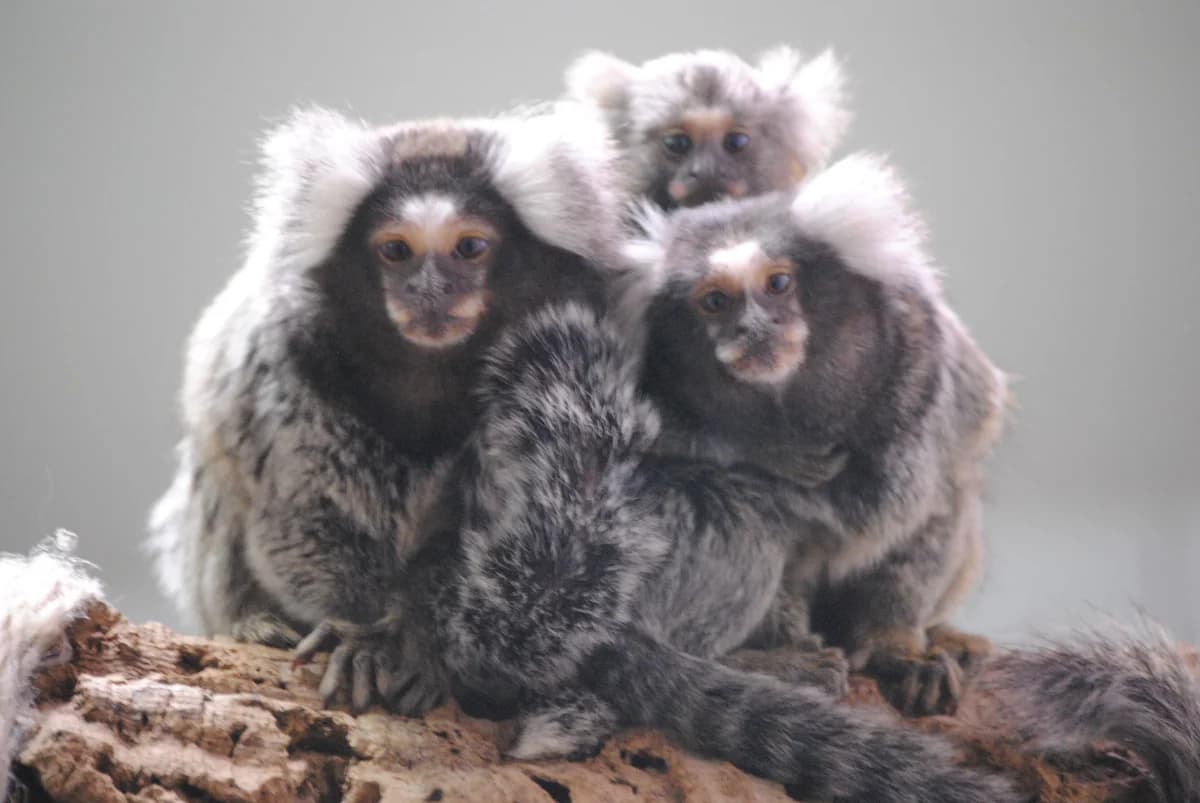 250293, male mixed breed for adoption at Auffangstation für Reptilien, München e. V.