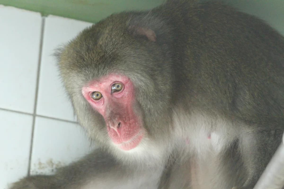 150427, female mixed breed for adoption at Auffangstation für Reptilien, München e. V.