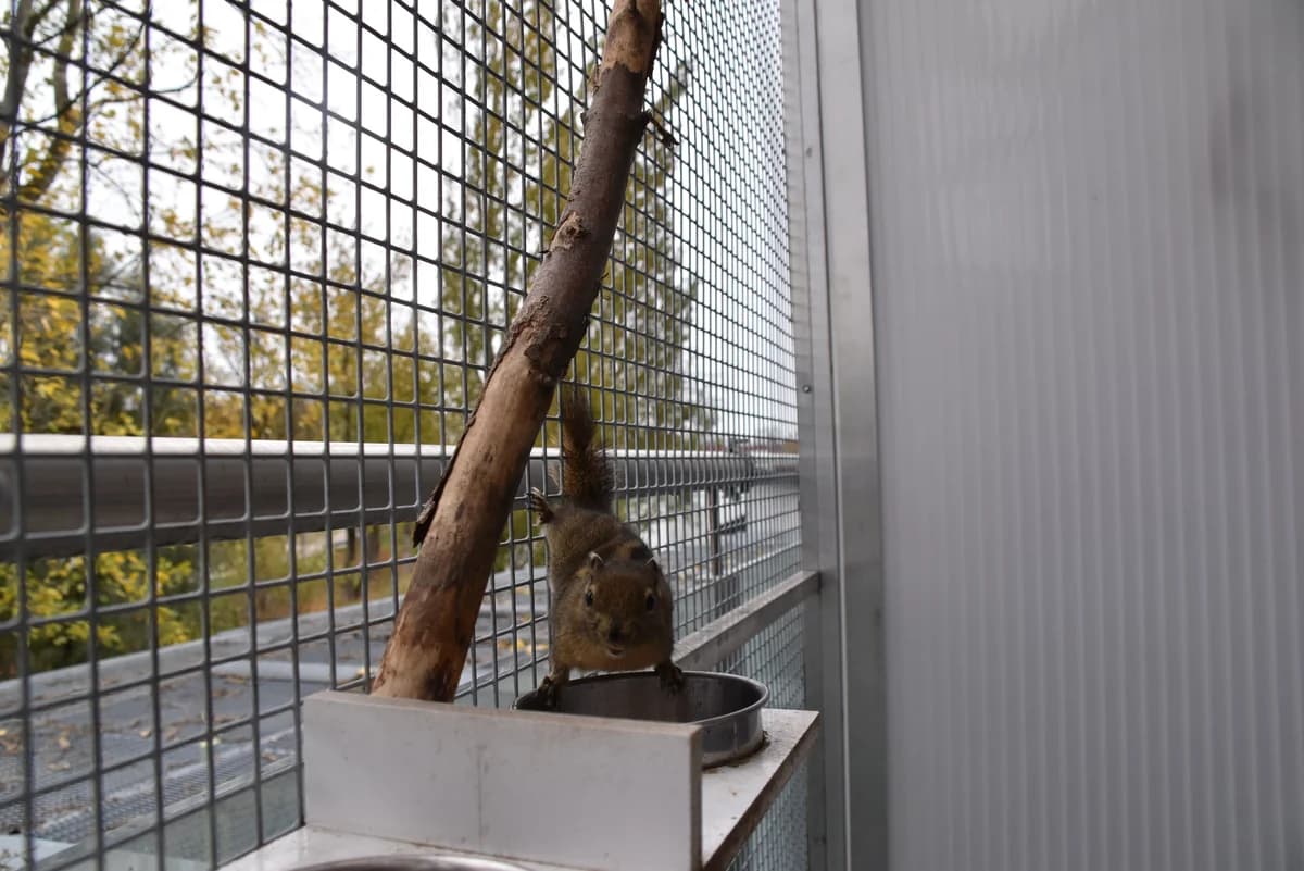 250351, male mixed breed for adoption at Auffangstation für Reptilien, München e. V.