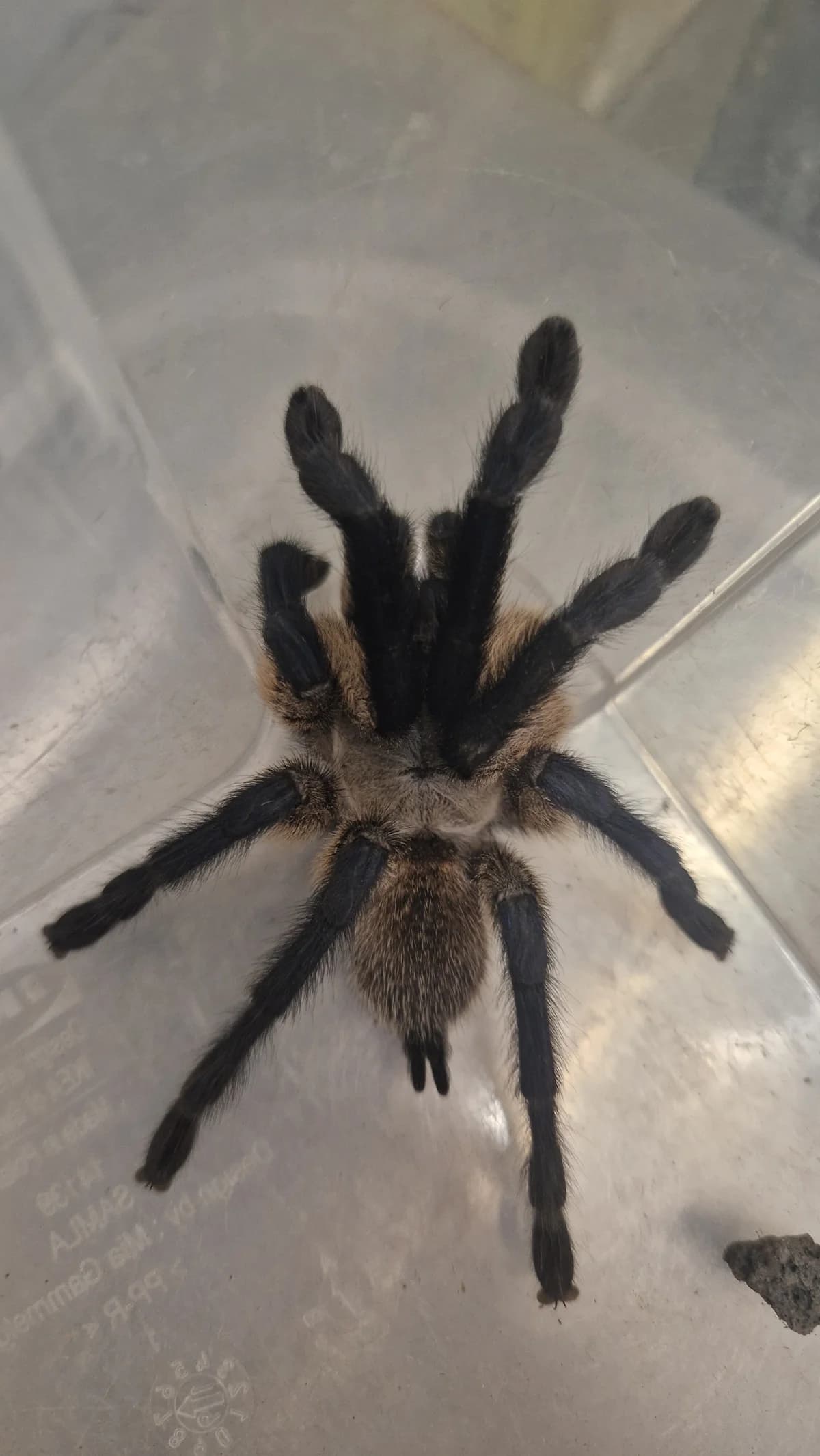 260024, male mixed breed for adoption at Auffangstation für Reptilien, München e. V.