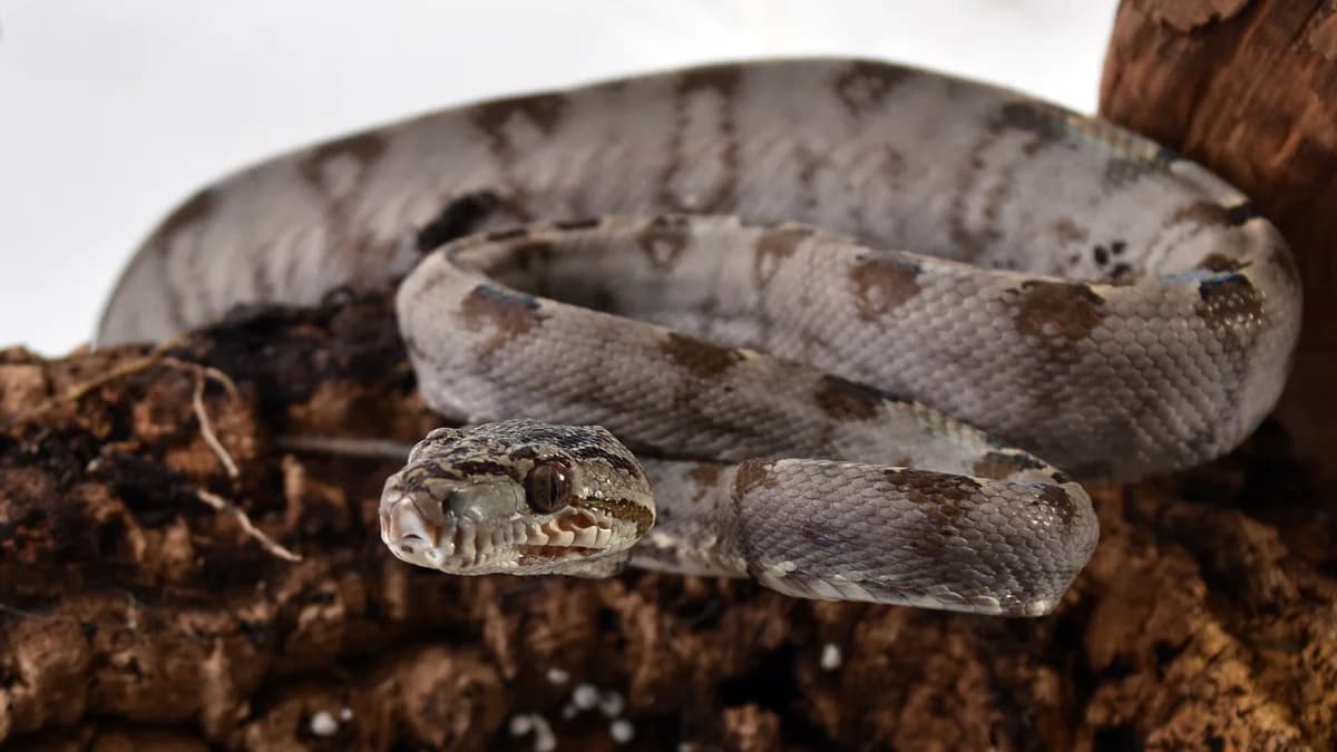 Gartenboas, male mixed breed for adoption at Auffangstation für Reptilien, München e. V.