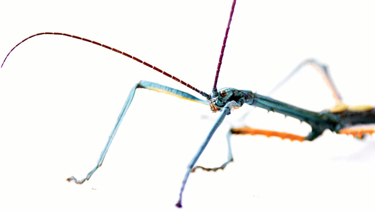 Insekten, mixed breed for adoption at Auffangstation für Reptilien, München e. V.