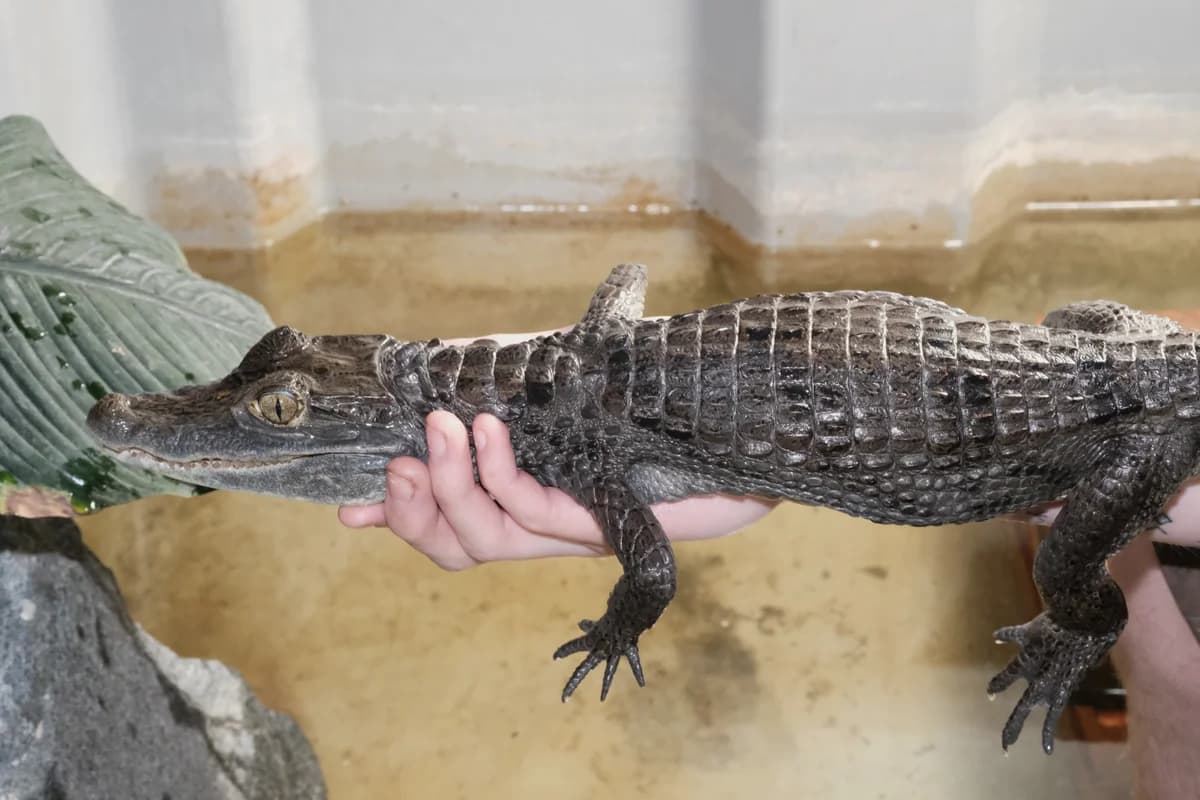 Panzerechsen, mixed breed for adoption at Auffangstation für Reptilien, München e. V.