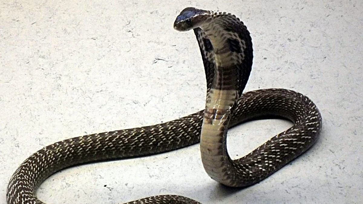 Kobras (Naja spec.), mixed breed for adoption at Auffangstation für Reptilien, München e. V.