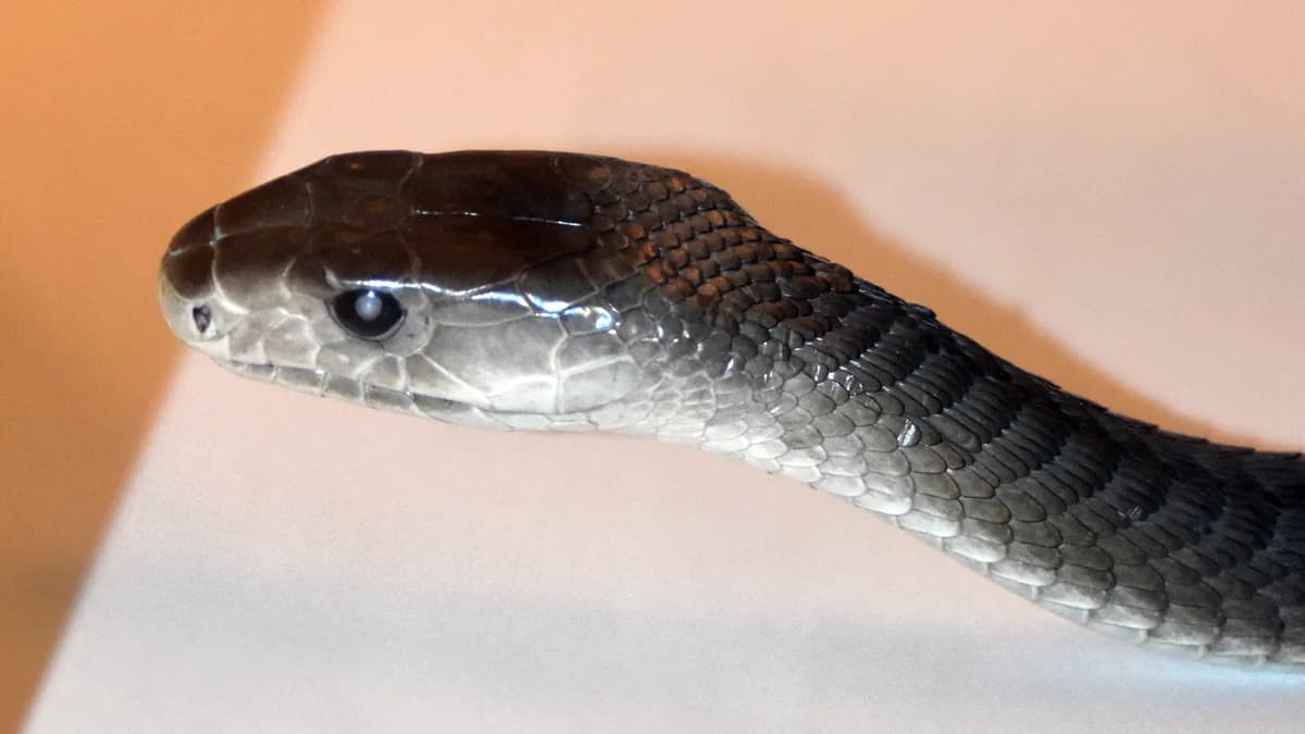 Schwarze Mamba, female mixed breed for adoption at Auffangstation für Reptilien, München e. V.
