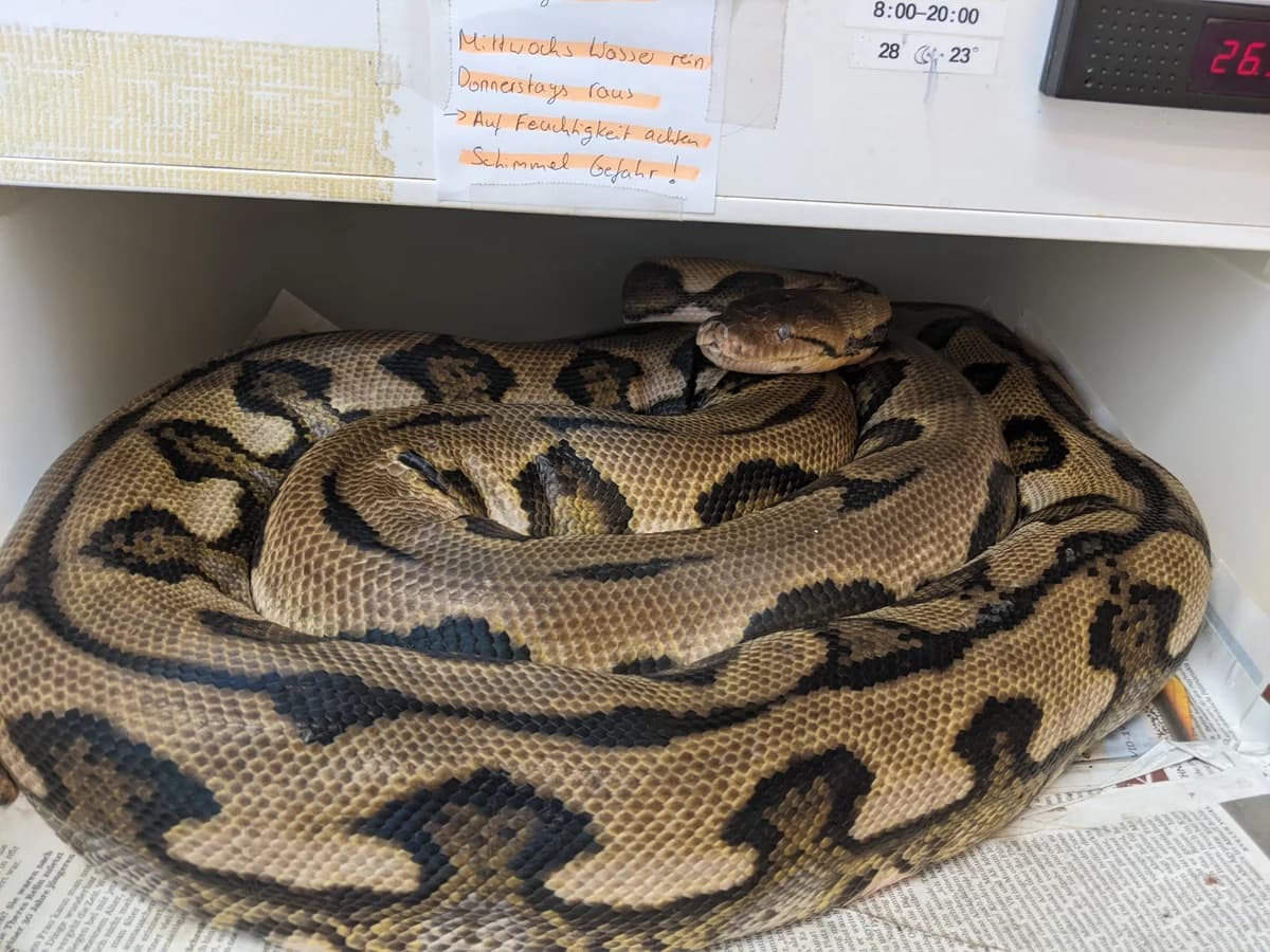 Netzpythons, female mixed breed for adoption at Auffangstation für Reptilien, München e. V.