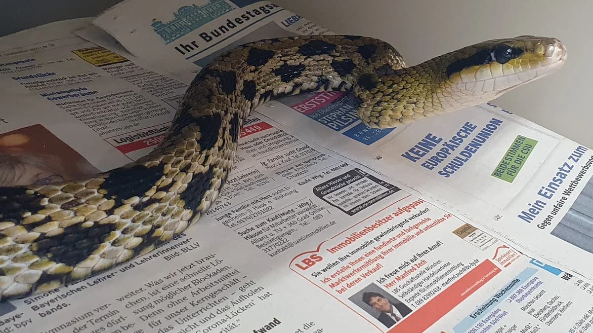 Schoennattern, mixed breed for adoption at Auffangstation für Reptilien, München e. V.