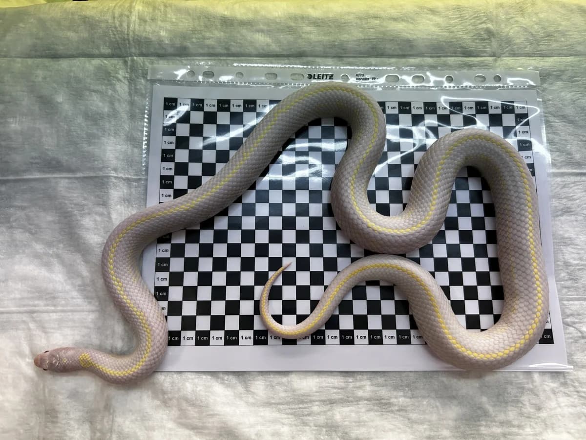 Koenigsnattern, female mixed breed for adoption at Auffangstation für Reptilien, München e. V.