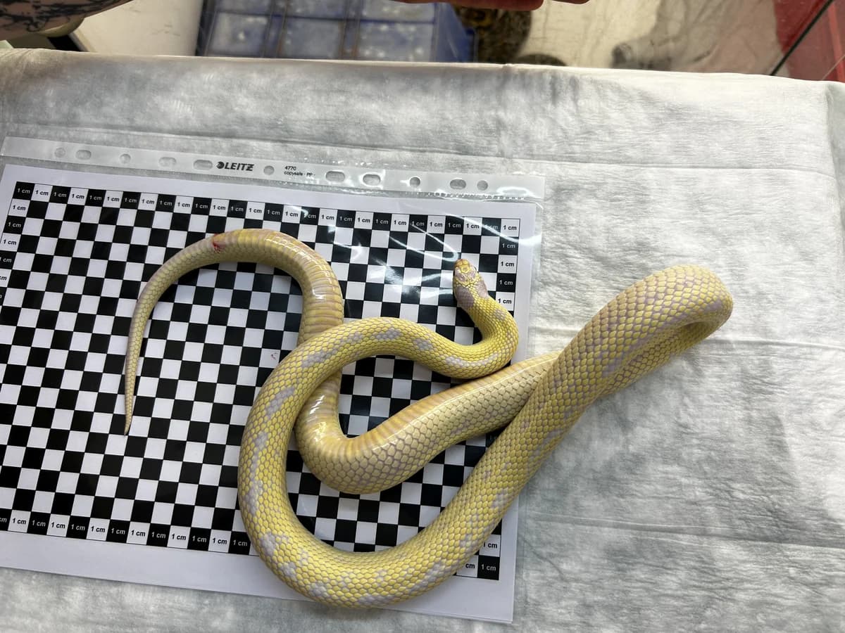Koenigsnattern, female mixed breed for adoption at Auffangstation für Reptilien, München e. V.