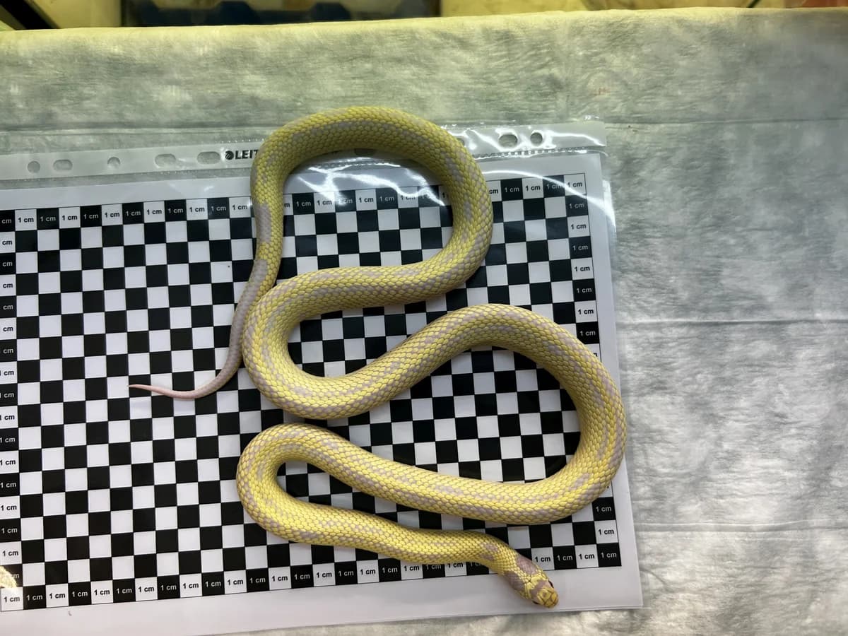 Koenigsnattern, male mixed breed for adoption at Auffangstation für Reptilien, München e. V.