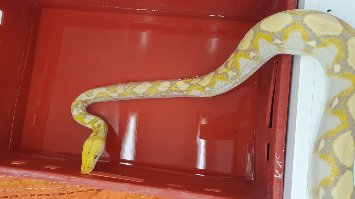 Netzpythons, male mixed breed for adoption at Auffangstation für Reptilien, München e. V.