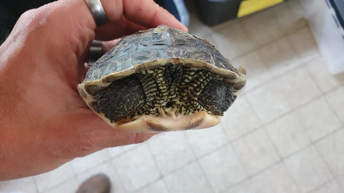Chinesische Streifenschildkroeten, male mixed breed for adoption at Auffangstation für Reptilien, München e. V.