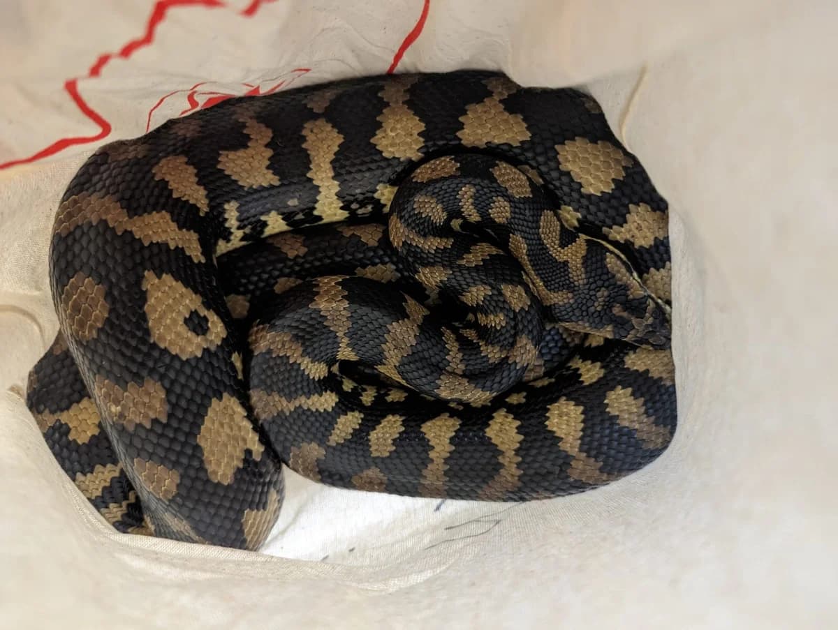 Teppichpythons, male mixed breed for adoption at Auffangstation für Reptilien, München e. V.