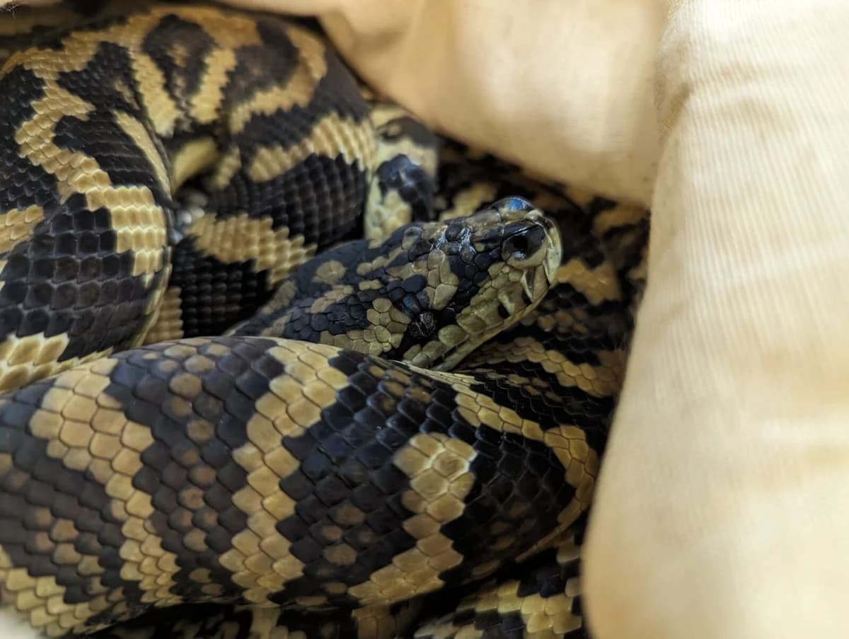 Teppichpythons, male mixed breed for adoption at Auffangstation für Reptilien, München e. V.