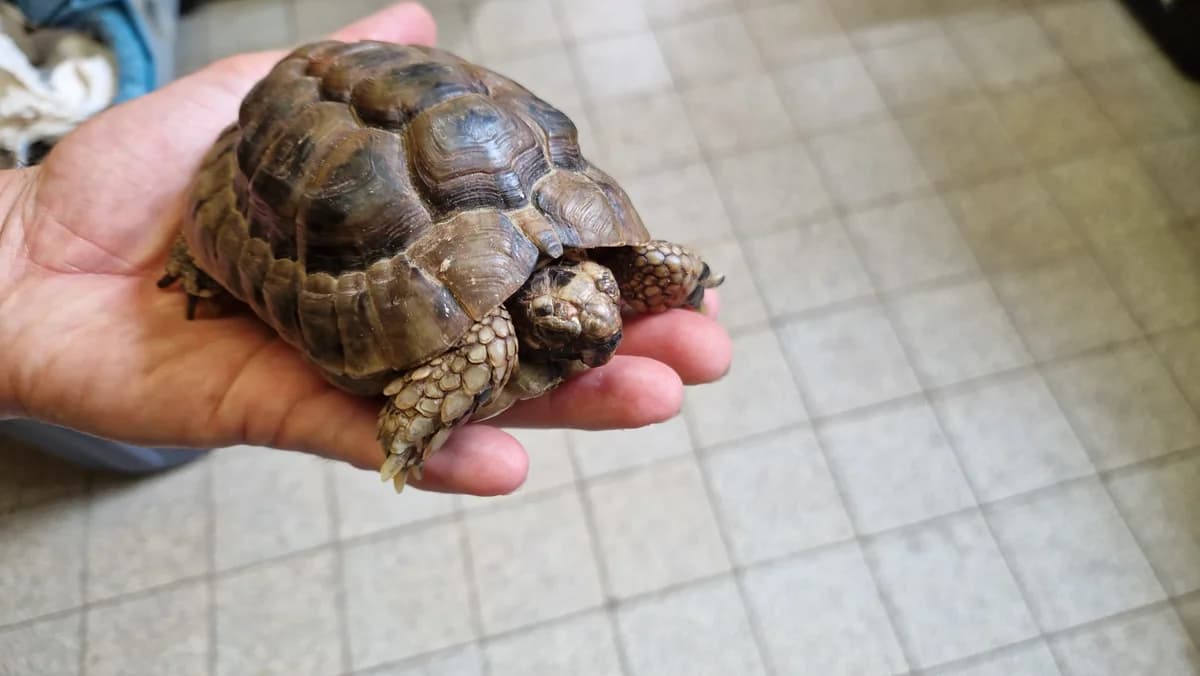 Tunesische Landschildkroeten, male mixed breed for adoption at Auffangstation für Reptilien, München e. V.