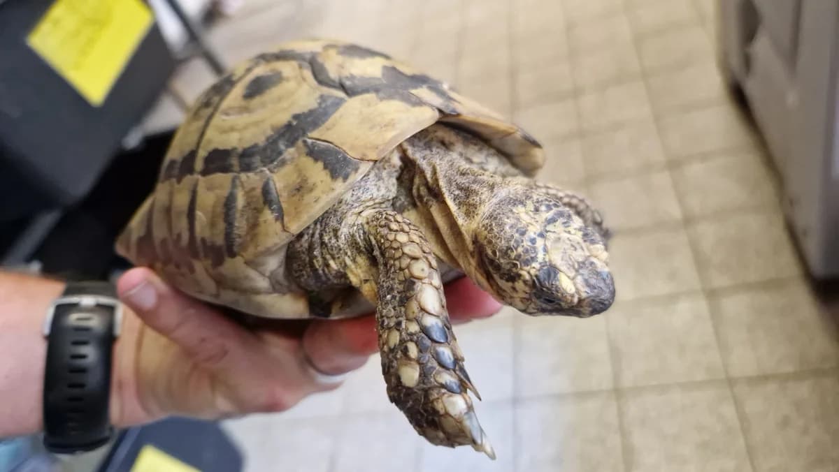 Tunesische Landschildkroeten, male senior mixed breed for adoption at Auffangstation für Reptilien, München e. V.