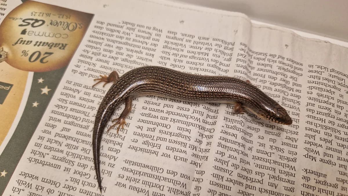 Sonstige Echsen, mixed breed for adoption at Auffangstation für Reptilien, München e. V.