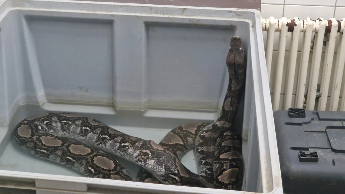 Netzpythons, female mixed breed for adoption at Auffangstation für Reptilien, München e. V.