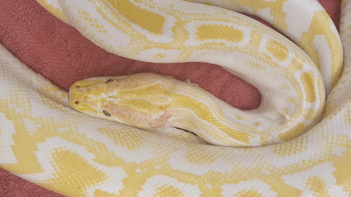 Tigerpythons, male mixed breed for adoption at Auffangstation für Reptilien, München e. V.