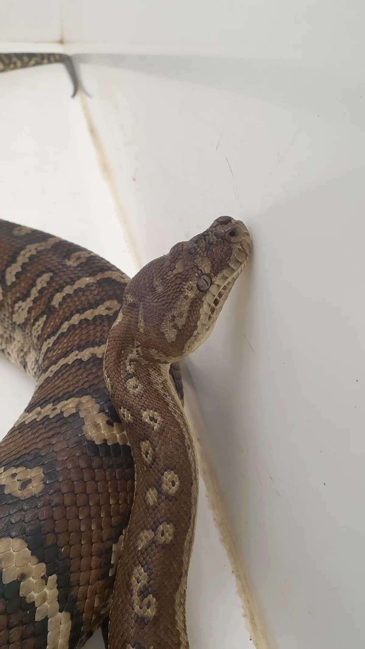 Teppichpythons, mixed breed for adoption at Auffangstation für Reptilien, München e. V.
