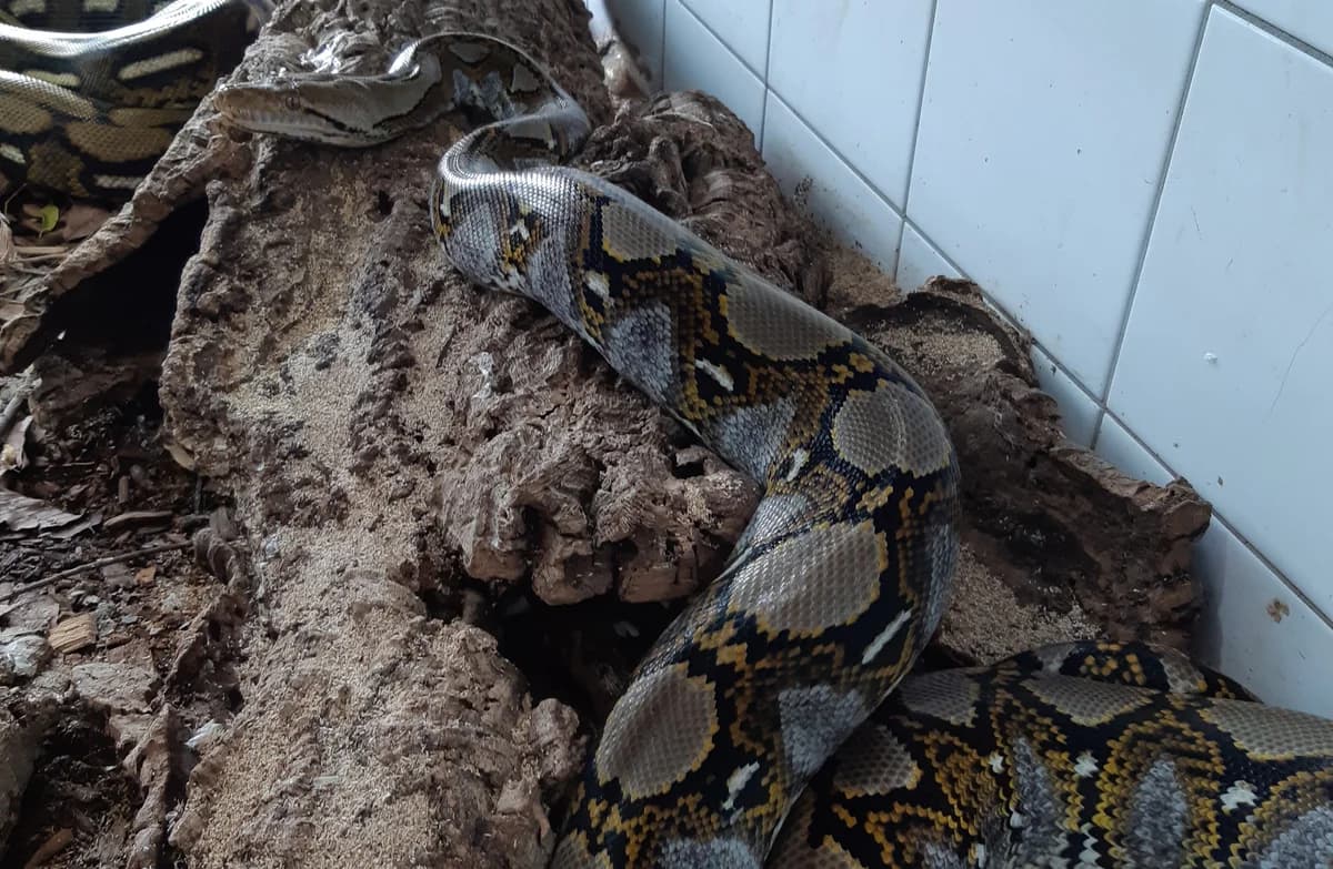 Netzpythons, female mixed breed for adoption at Auffangstation für Reptilien, München e. V.