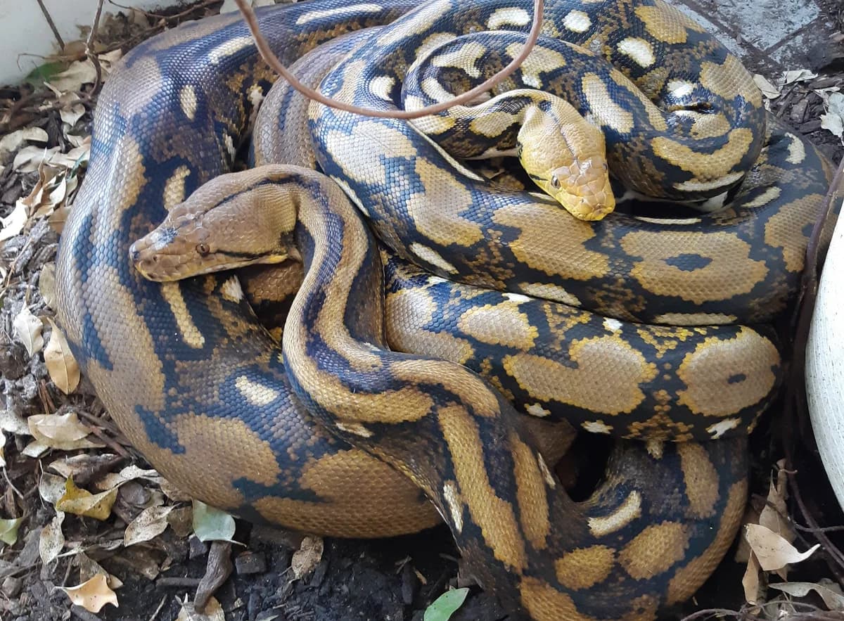 Netzpythons, male mixed breed for adoption at Auffangstation für Reptilien, München e. V.