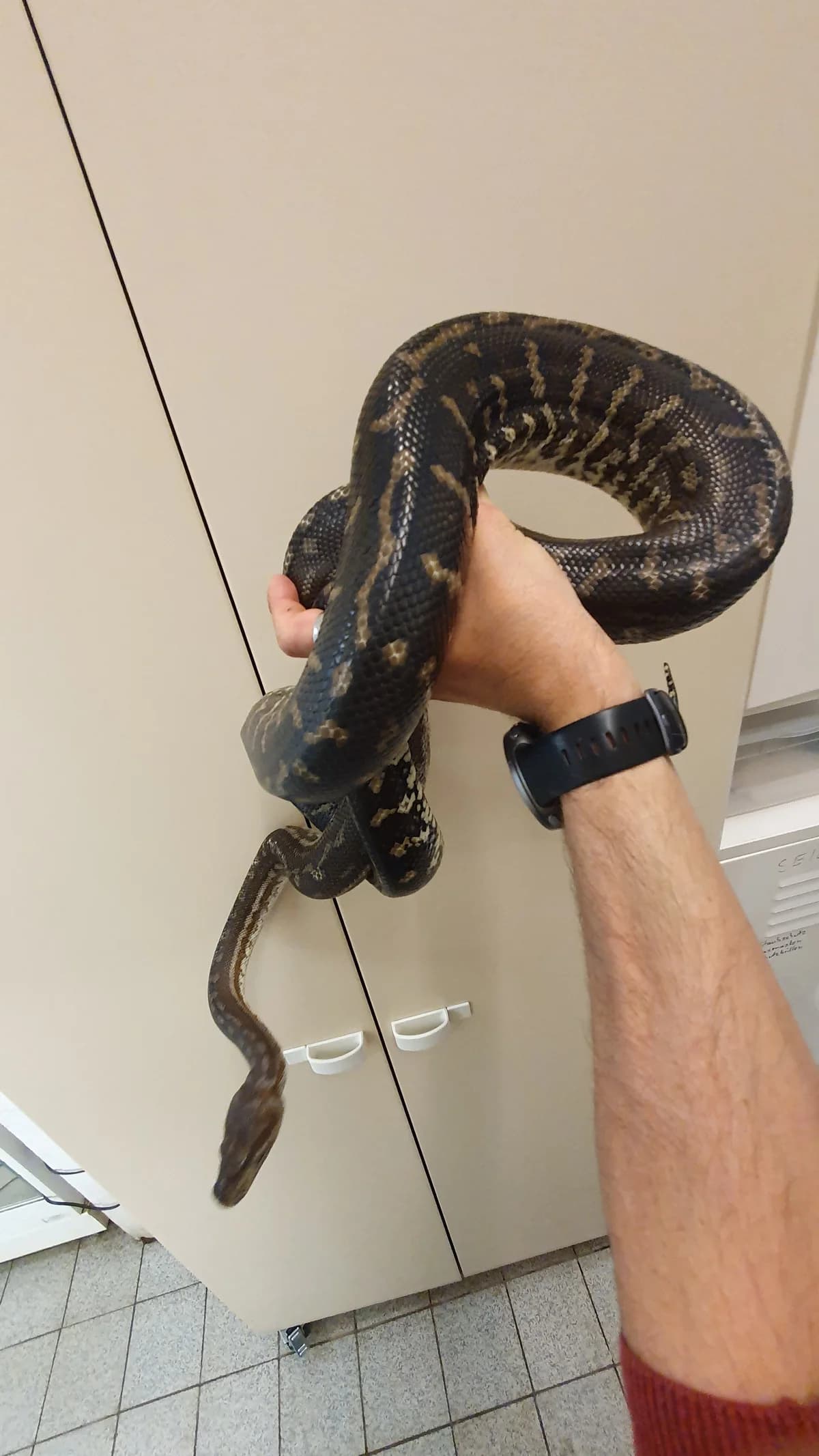 Teppichpythons, male senior mixed breed for adoption at Auffangstation für Reptilien, München e. V.
