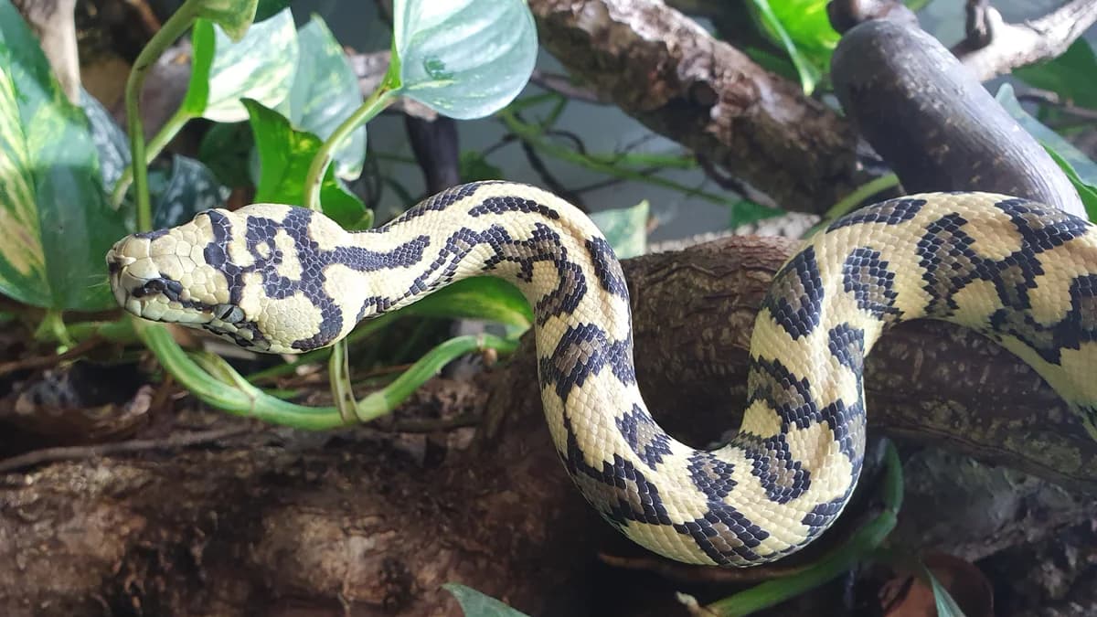 Teppichpythons 180651-180663, mixed breed for adoption at Auffangstation für Reptilien, München e. V.