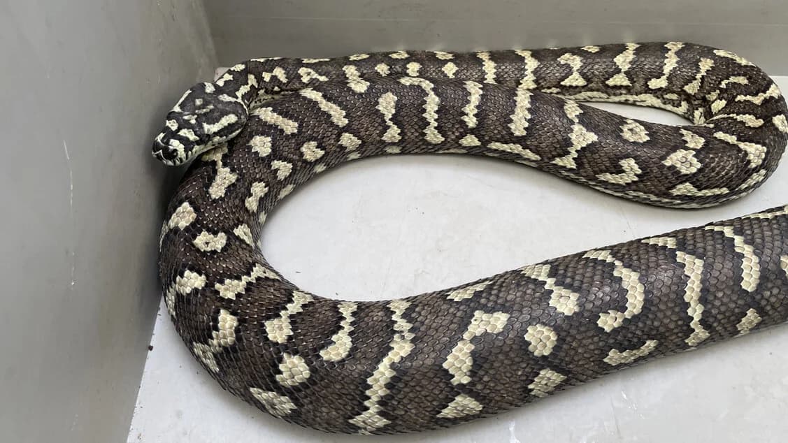 Teppichpythons, male mixed breed for adoption at Auffangstation für Reptilien, München e. V.