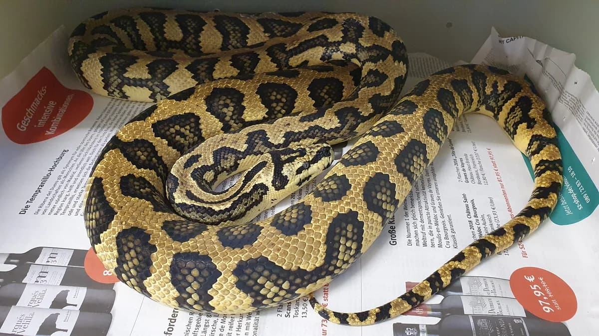 Teppichpythons, female mixed breed for adoption at Auffangstation für Reptilien, München e. V.