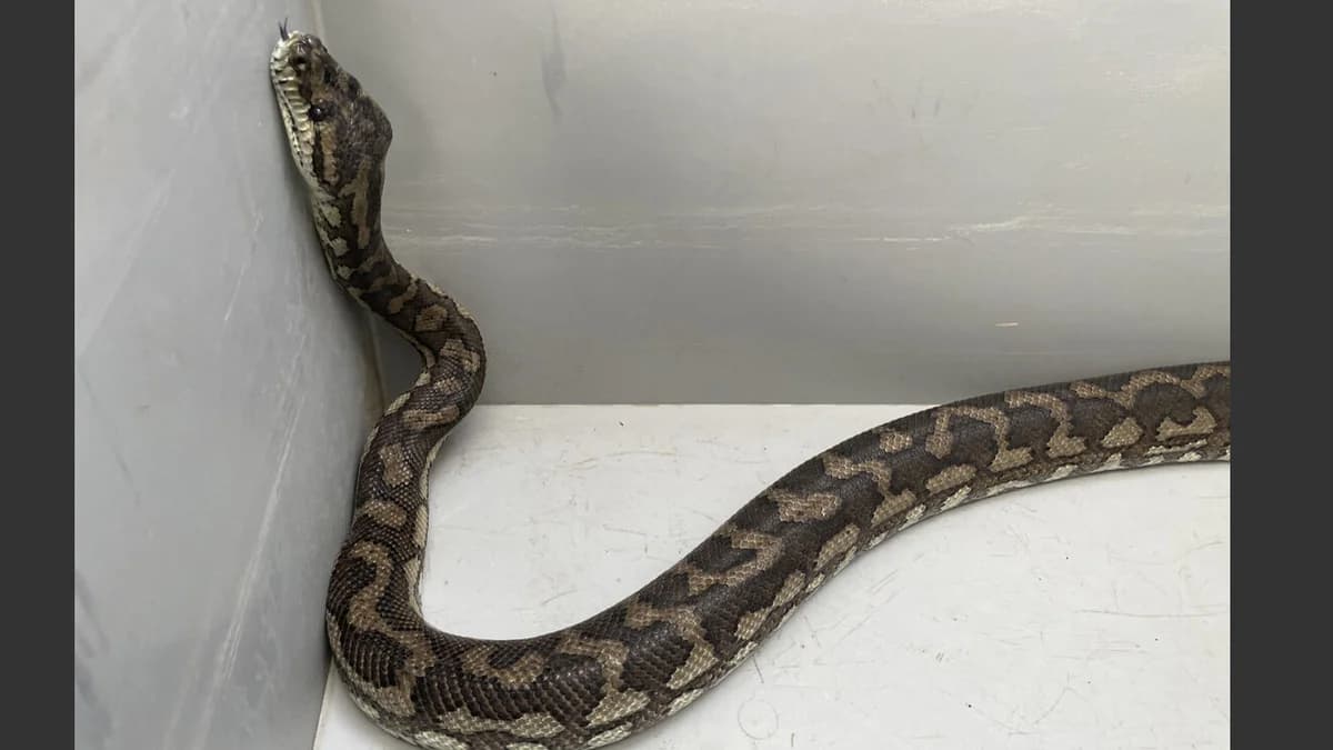 Teppichpythons, male mixed breed for adoption at Auffangstation für Reptilien, München e. V.